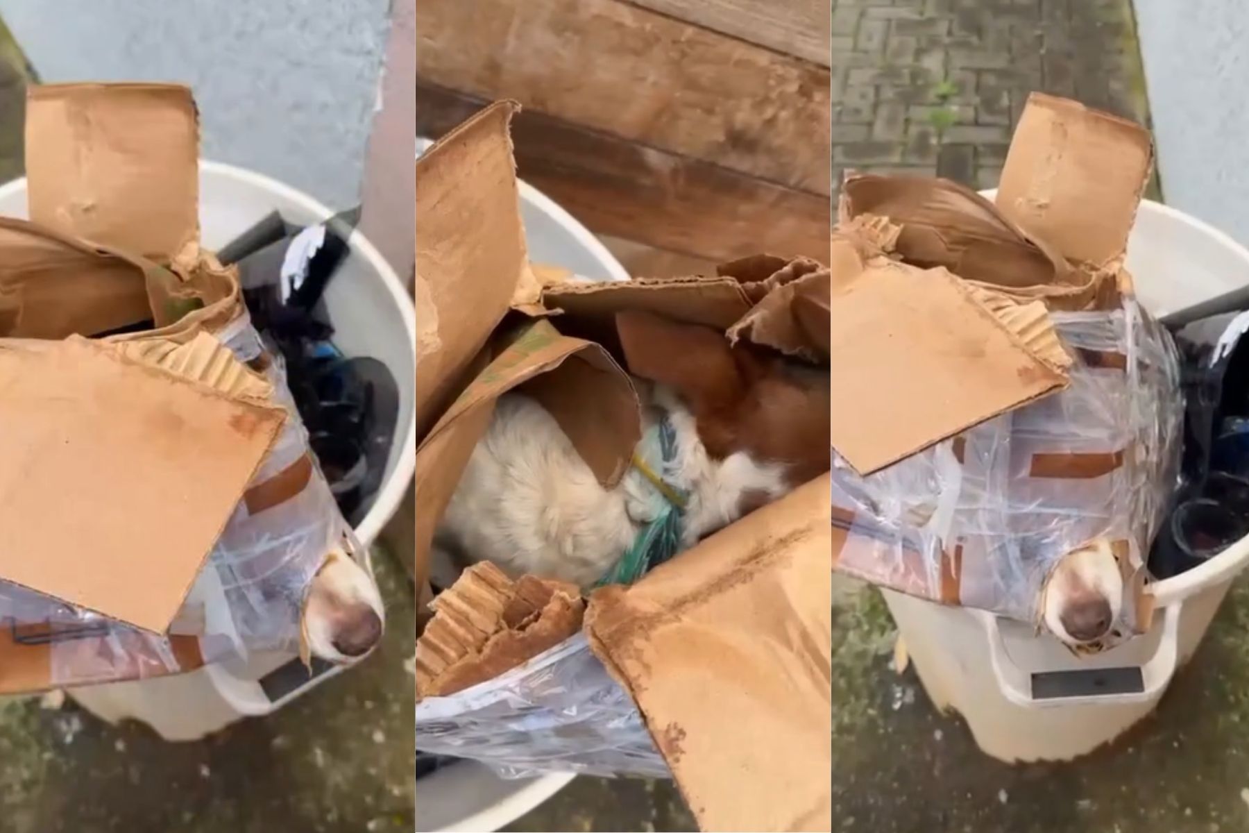 Cachorro é abandonado e jogado no lixo preso em uma caixa de papelão; veja vídeo