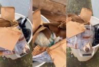 Cachorro é abandonado e jogado no lixo preso em uma caixa de papelão; veja vídeo