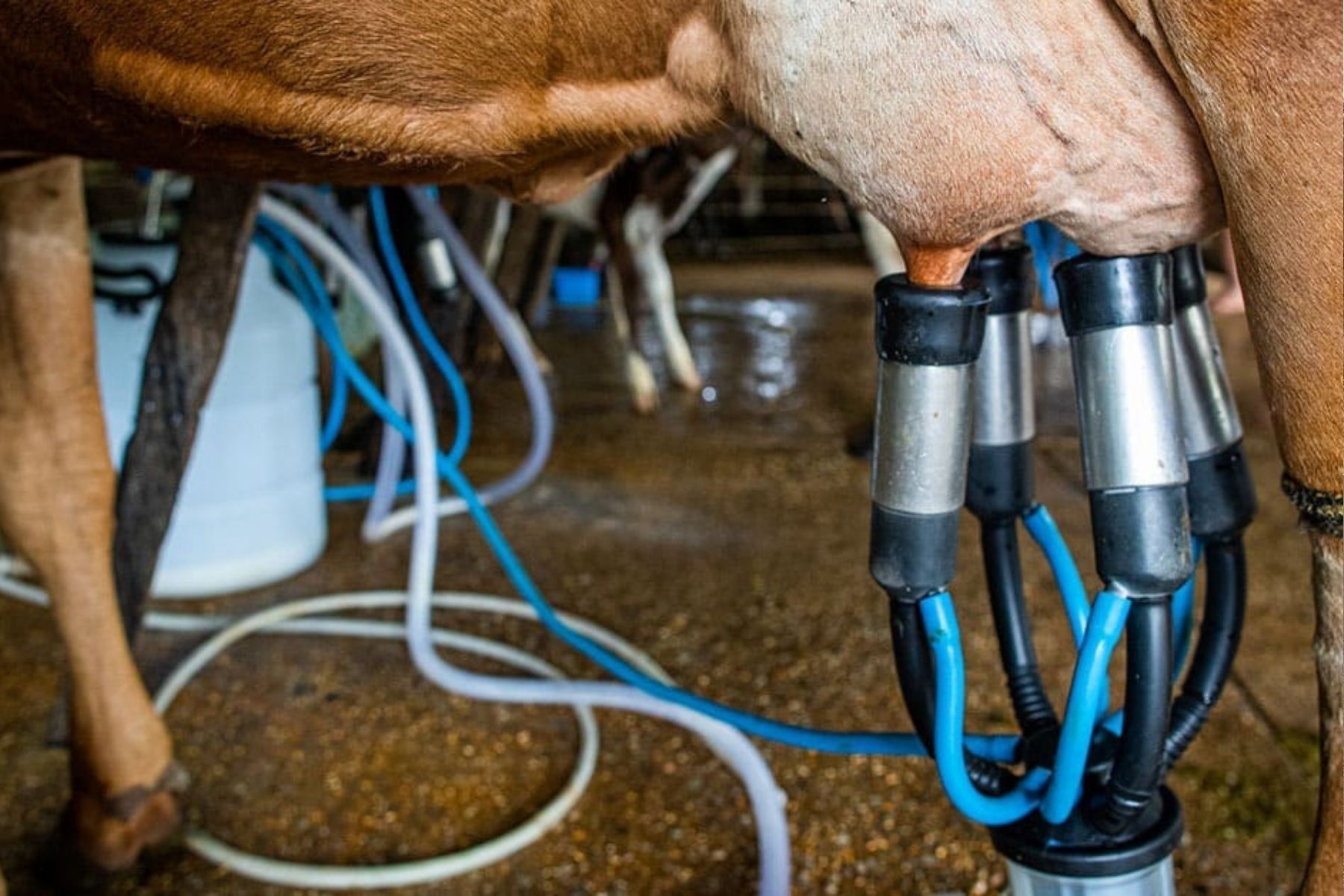 Preço do leite sobe em Minas Gerais, mas importações pressionam mercado 