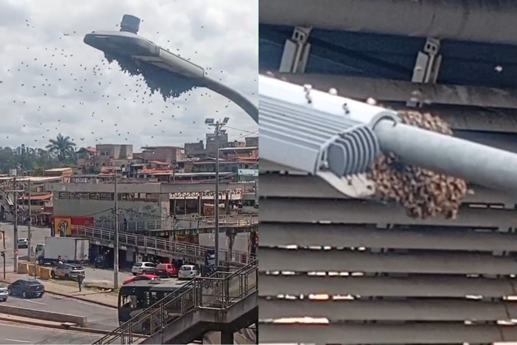 Passageiros denunciam enxame de abelhas na Estação São Gabriel, em BH; veja imagens