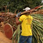 Do canavial ao alambique: capital da cachaça, Salinas moderniza produção sem abandonar tradição