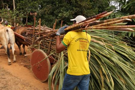 Do canavial ao alambique: capital da cachaça, Salinas moderniza produção sem abandonar tradição