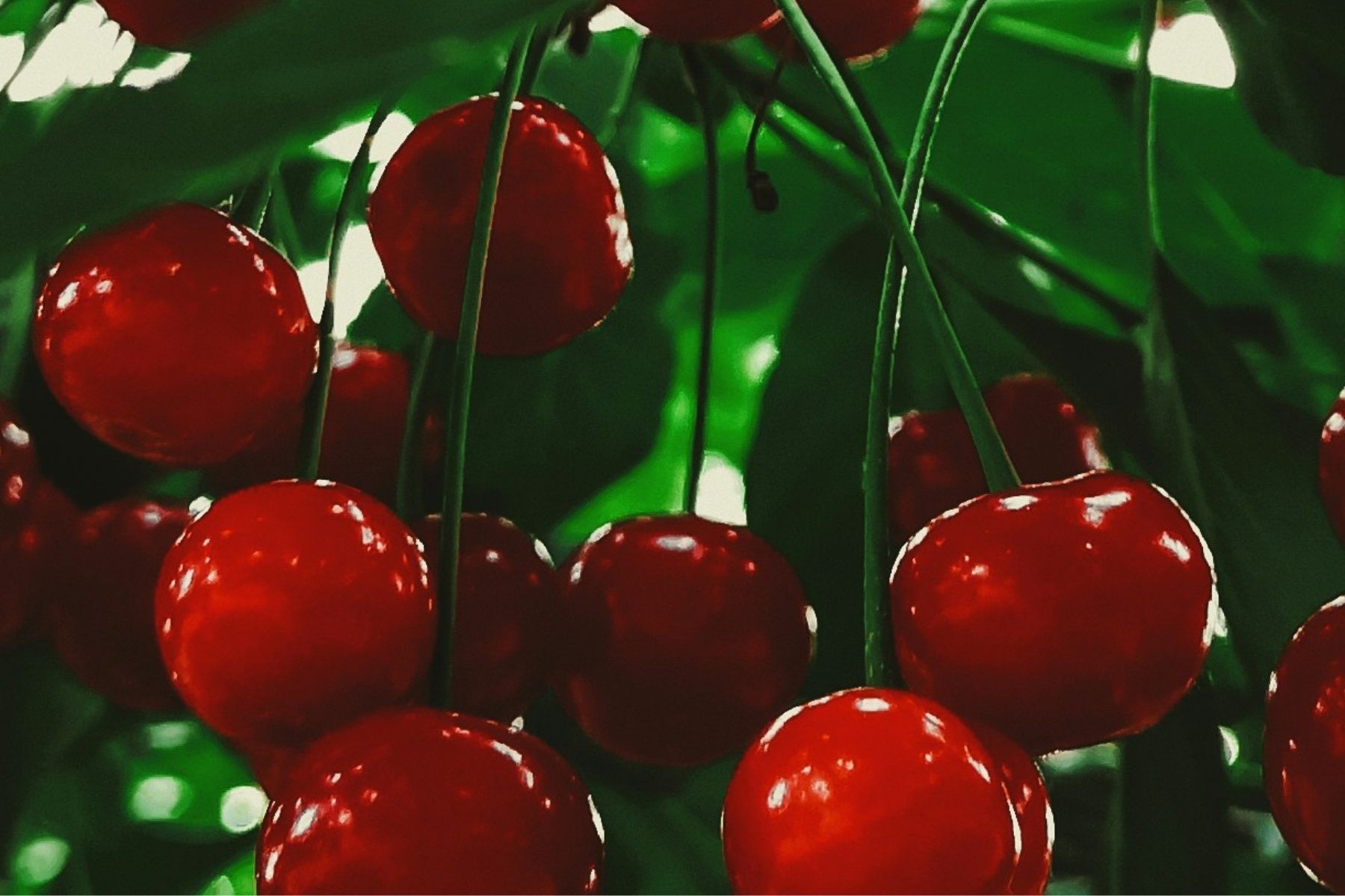 Uma das frutas de verão favoritas é baixa em calorias e ajuda a dormir melhor