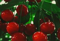 Uma das frutas de verão favoritas é baixa em calorias e ajuda a dormir melhor