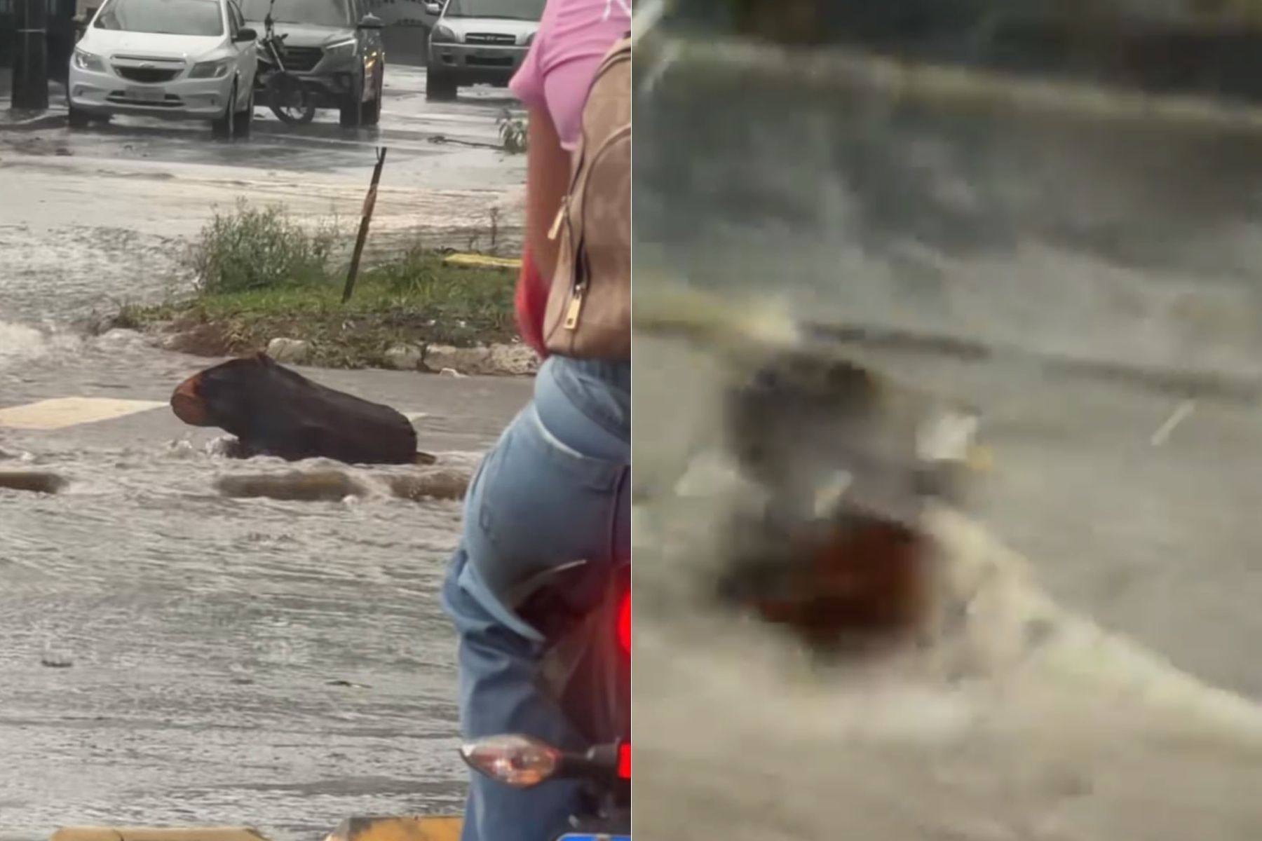 Vídeo: corretor confunde tronco com capivara durante chuva e vídeo viraliza