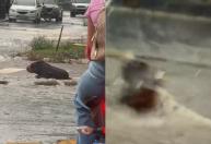 Vídeo: corretor confunde tronco com capivara durante chuva e vídeo viraliza