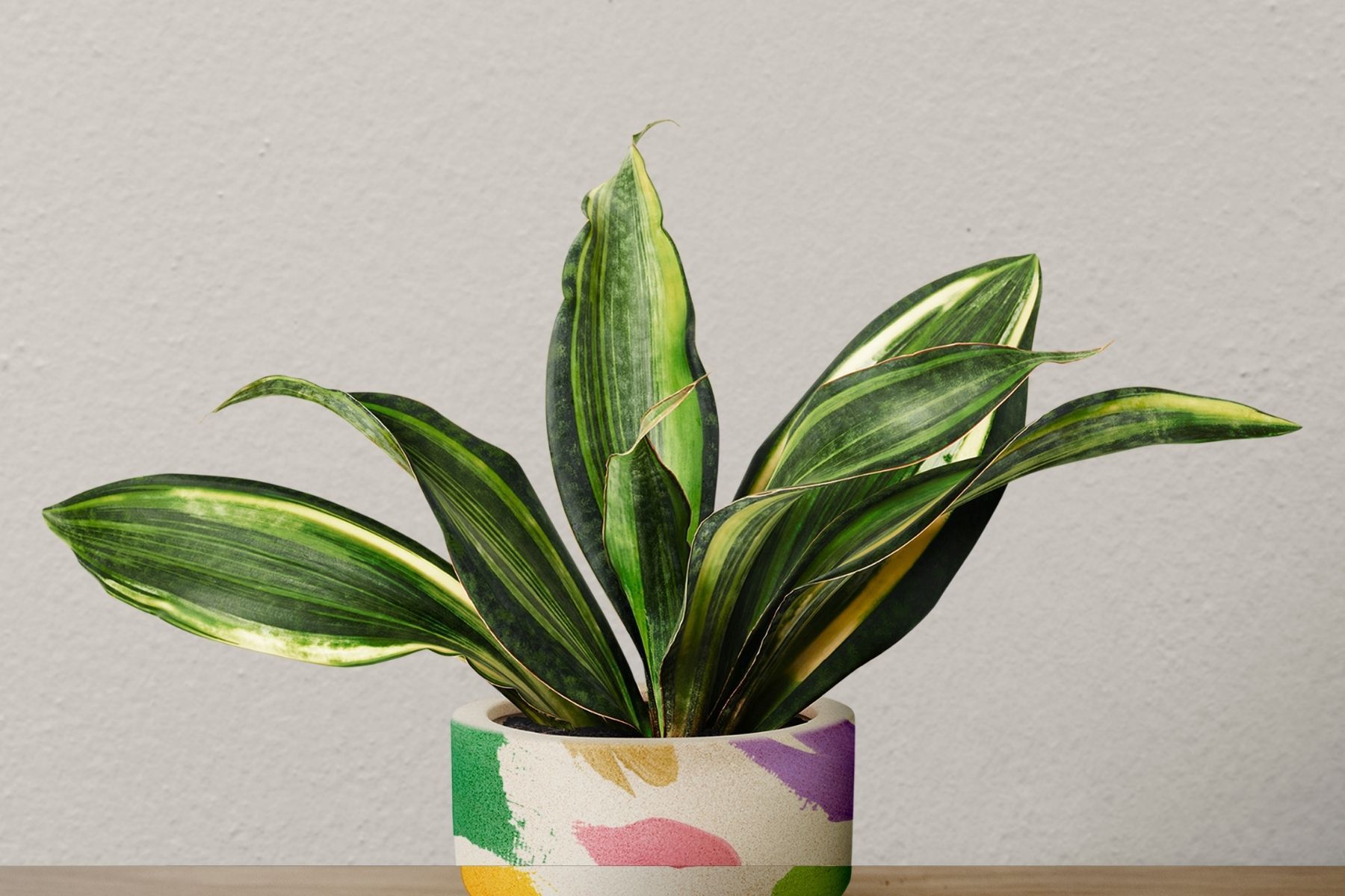 A planta que prospera na sombra e resiste a tudo, segundo floricultores
