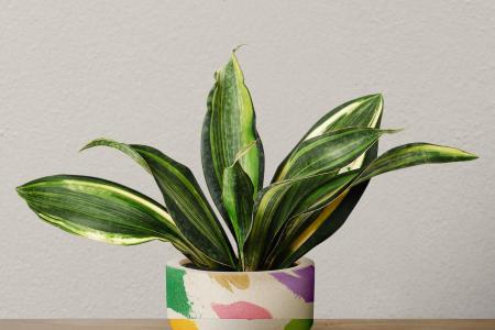 Conheça a aspidistra, espécie resistente que sobrevive em ambientes com pouca luz