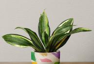 A planta que prospera na sombra e resiste a tudo, segundo floricultores