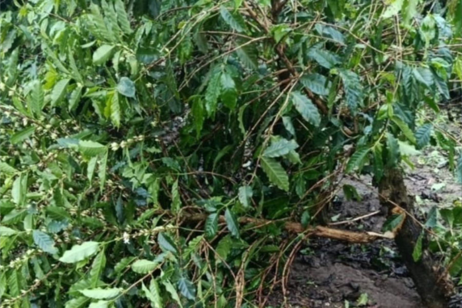 Tempestade de granizo no Sul de Minas deve afetar safra de café