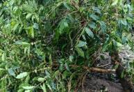 Tempestade de granizo no Sul de Minas deve afetar safra de café