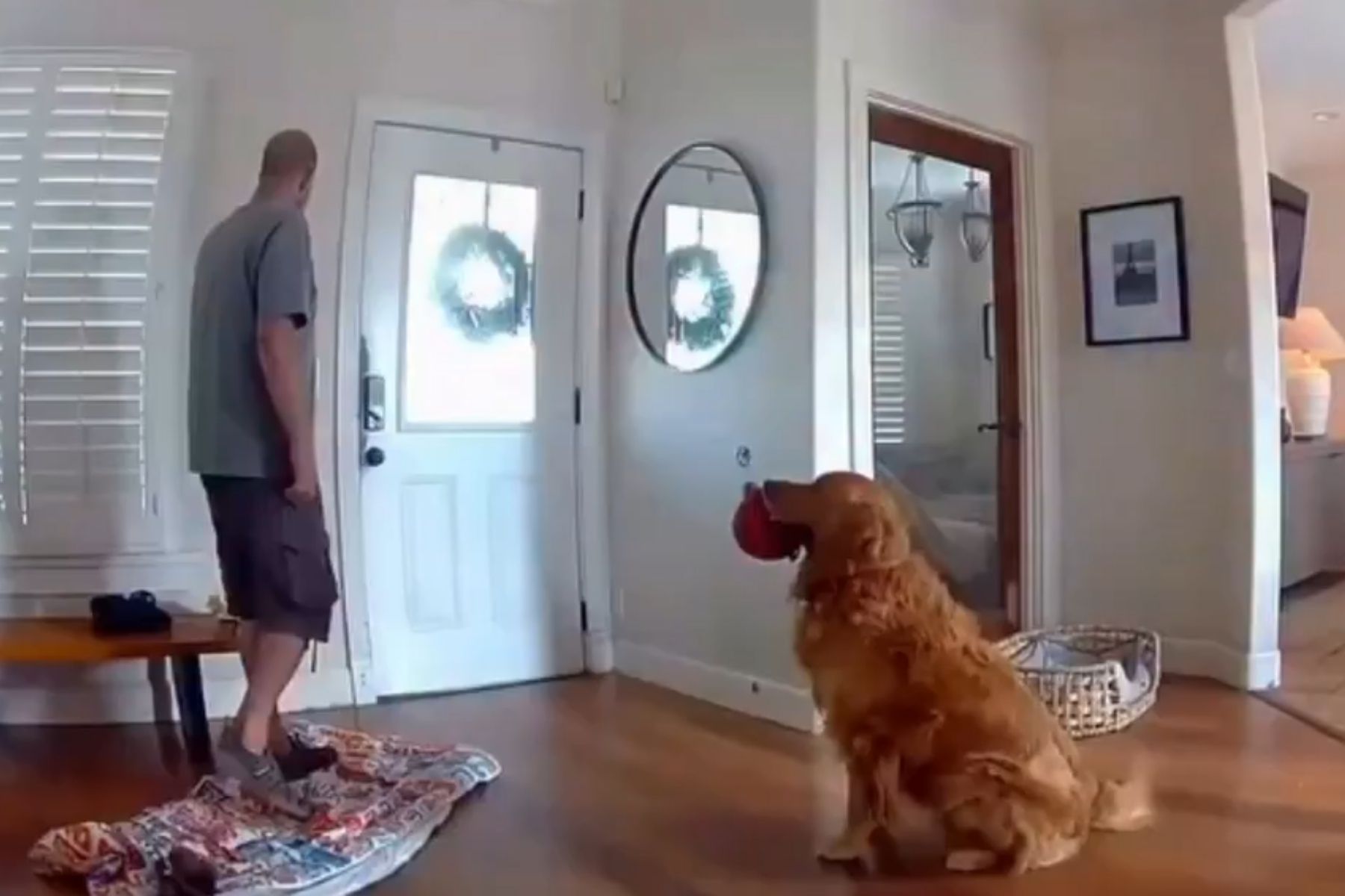 Falso cão de guarda: golden retriever tenta brincar com homem que invadiu casa nos EUA; veja vídeo
