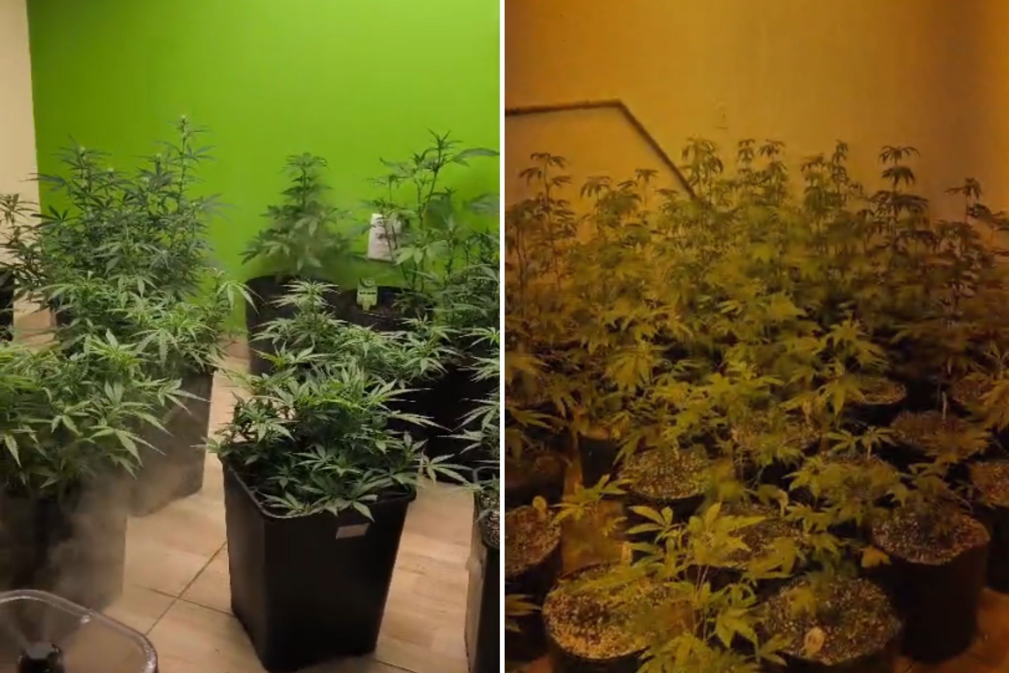 Passageiro é preso em ônibus com maconha e PM descobre estufas em BH e SP