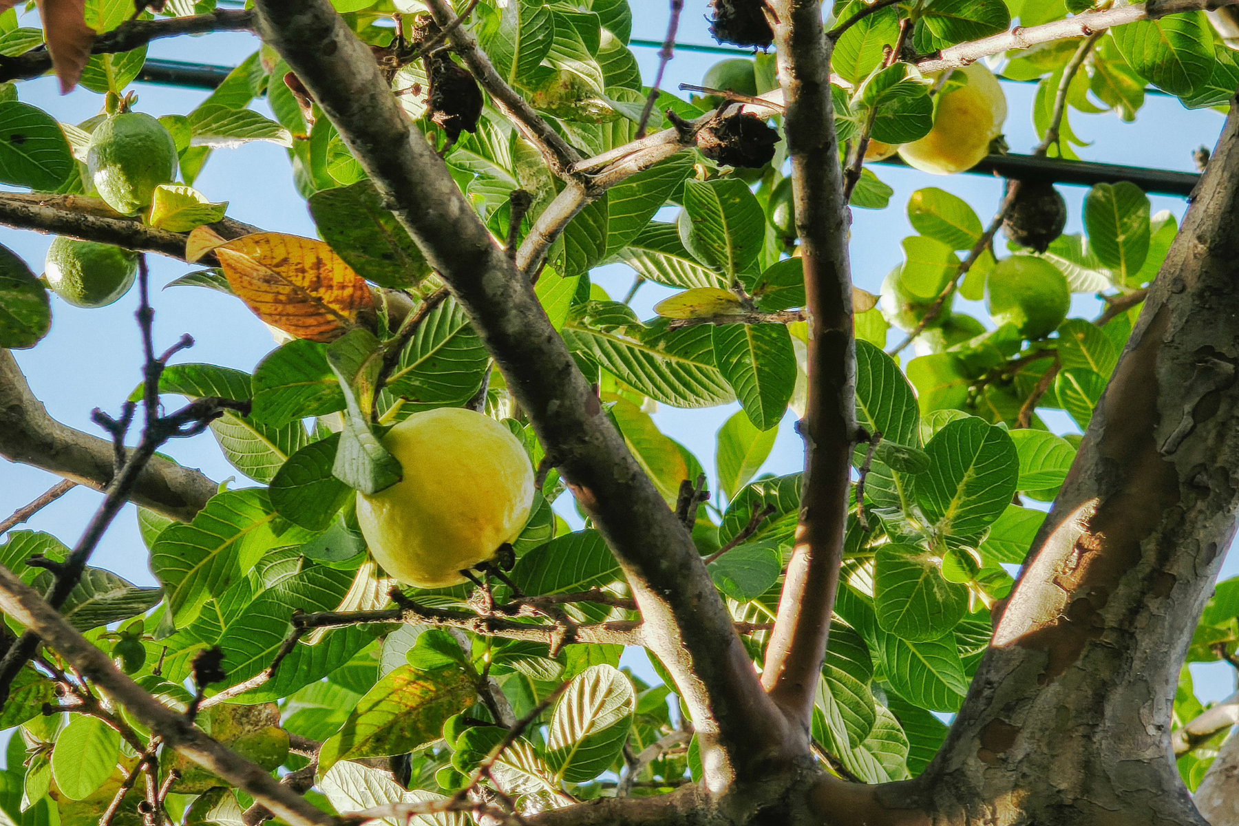 Saiba qual é a árvore ideal para casa: mantém folhas o ano todo e produz frutos aromáticos
