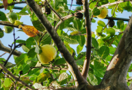 Saiba qual é a árvore ideal para casa: mantém folhas o ano todo e produz frutos aromáticos