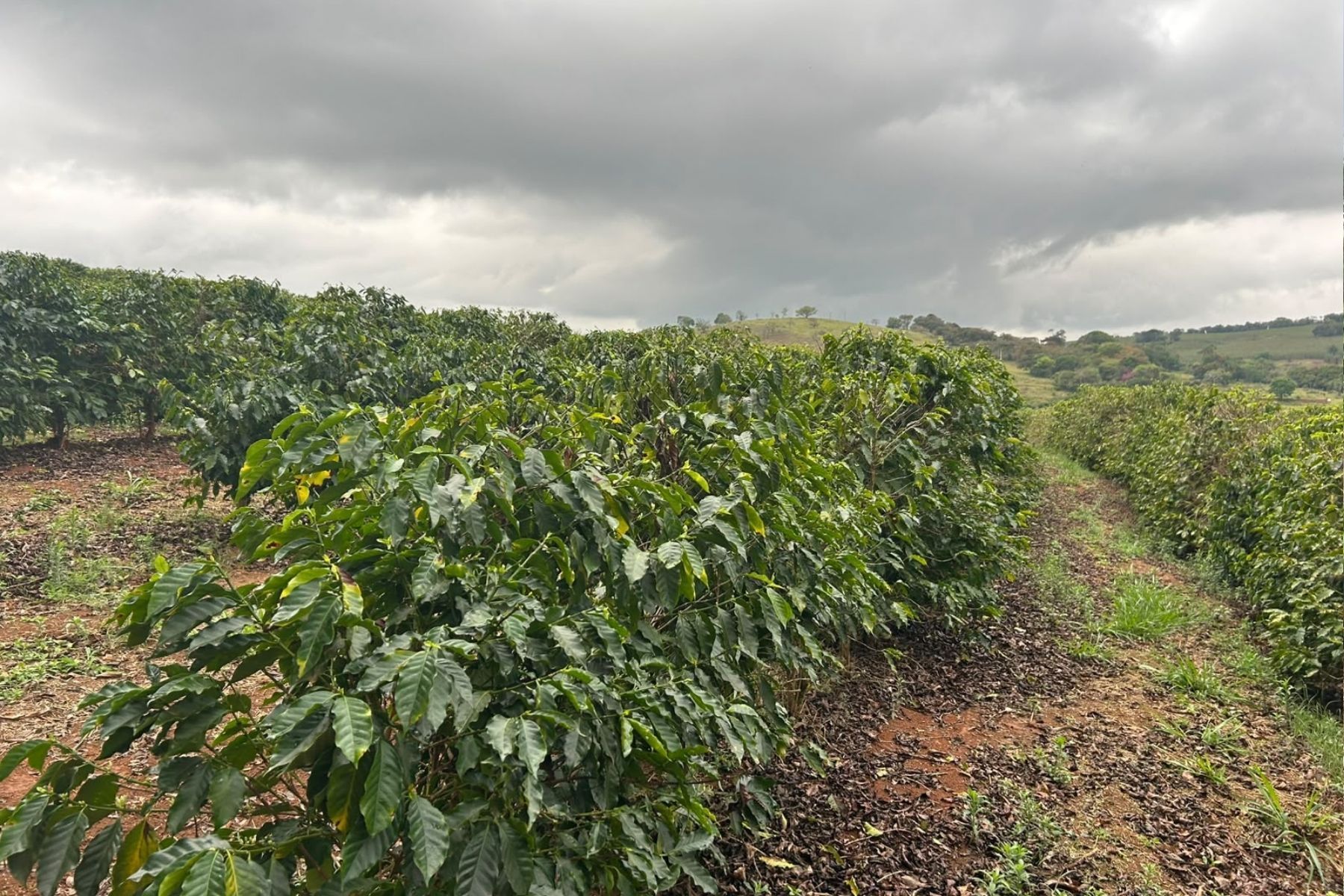O crédito sustentável para o café que conquista o mundo