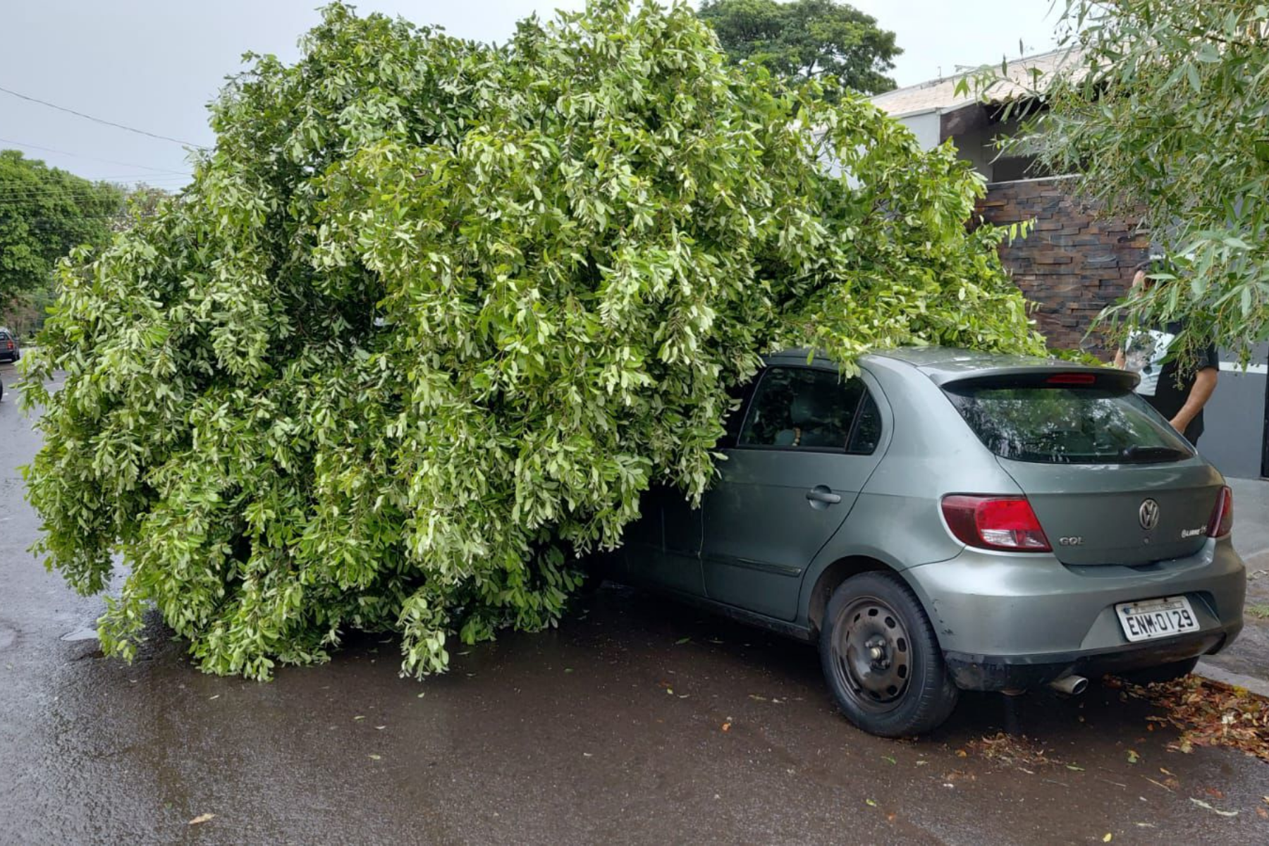 Temporal derruba árvores, destelha casas e causa transtornos em São Paulo