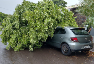 Temporal derruba árvores, destelha casas e causa transtornos em São Paulo