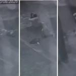 Pinscher morre após ataque de pit bull solto no interior de SP; tutora fica ferida