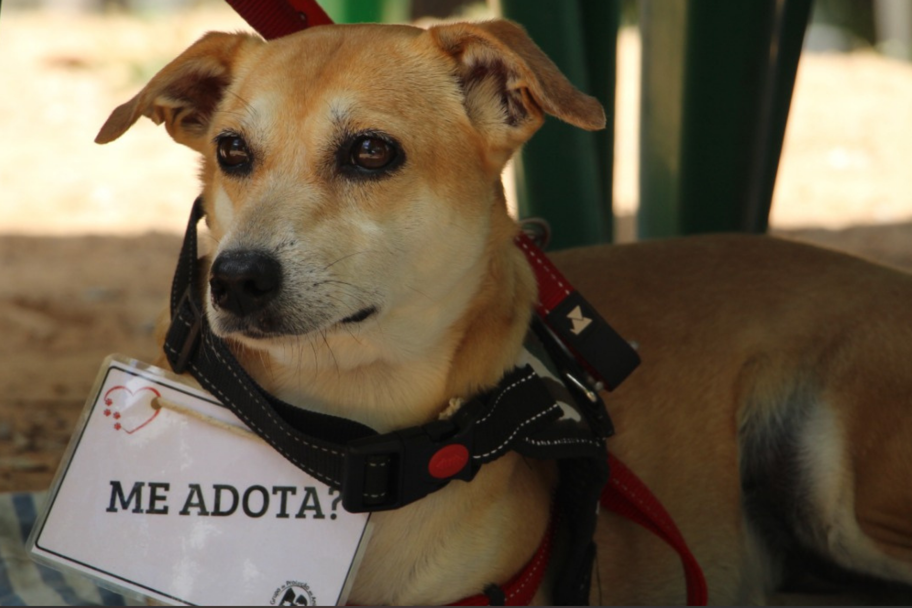 Feira de adoção reúne cães e gatos neste sábado (26) em shopping de BH