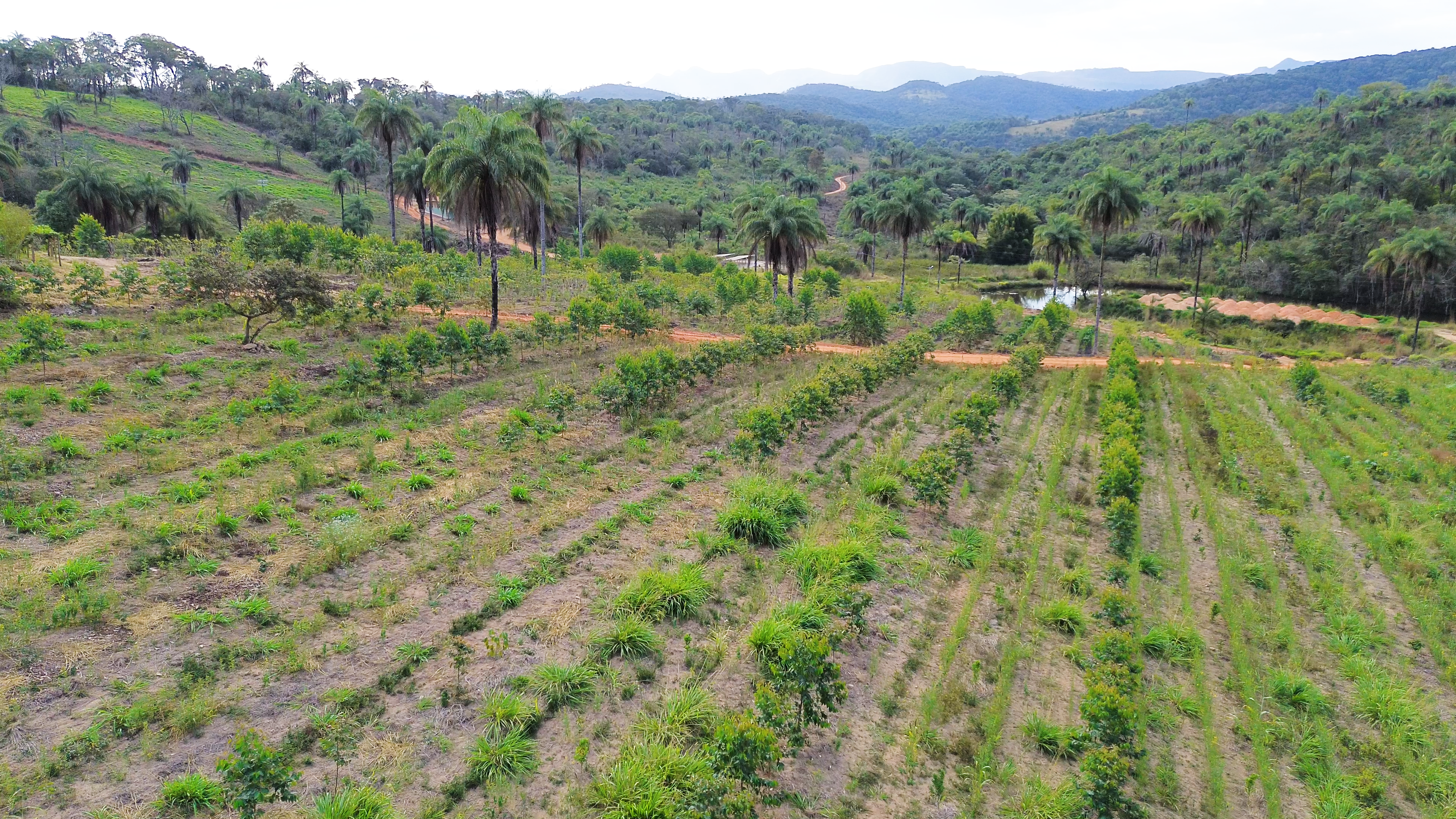 Agrofloresta, força feminina e produtos com leite de cabra mostram formas de viver em Brumadinho
