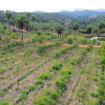Agrofloresta, força feminina e produtos com leite de cabra mostram formas de viver em Brumadinho