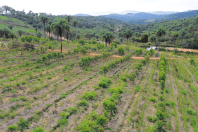 Agrofloresta, força feminina e produtos com leite de cabra mostram formas de viver em Brumadinho