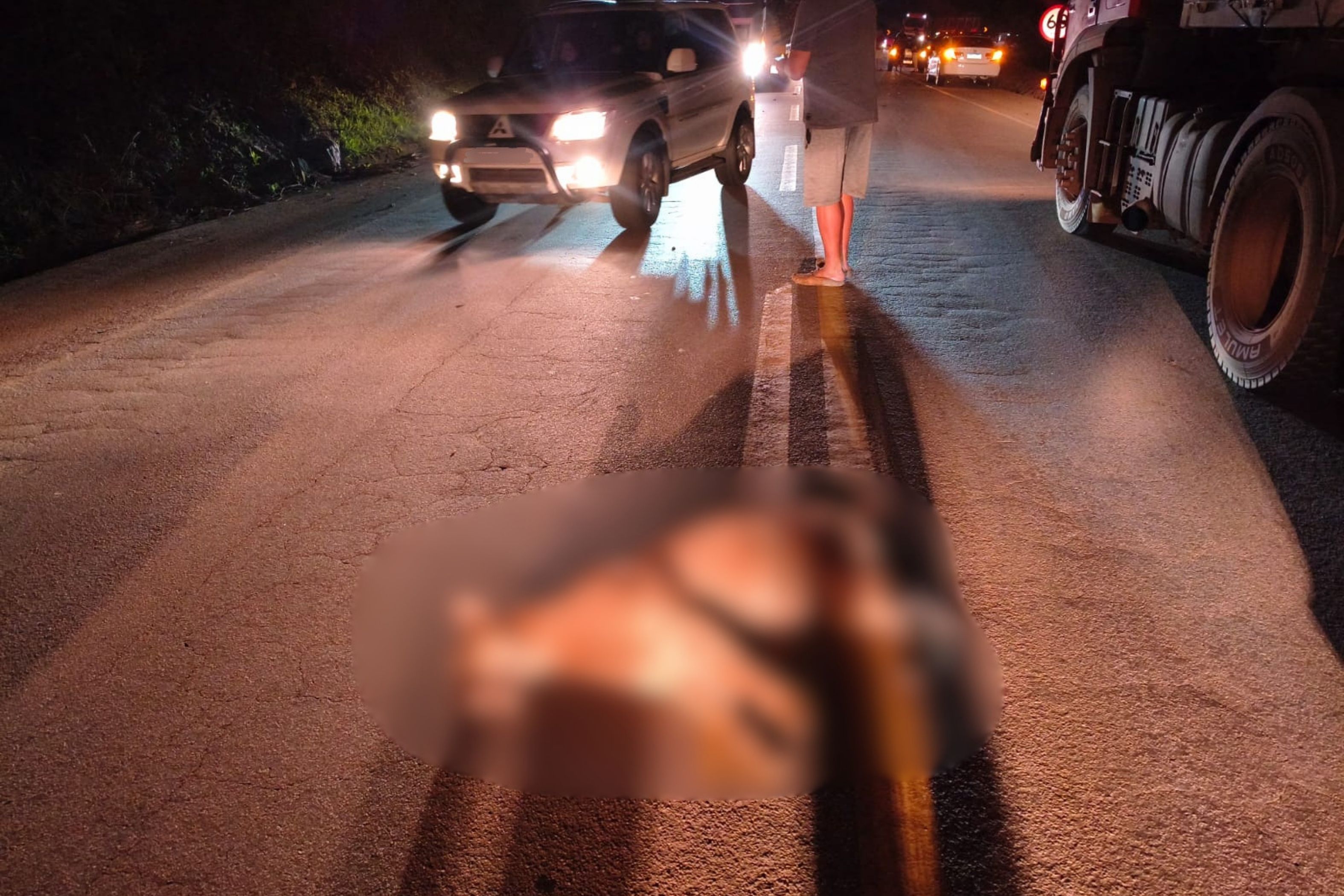 Onça-parda morre após ser atropelada na BR-356, em Ouro Preto