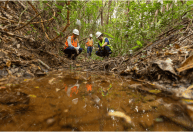 Recuperação ambiental que gera valor para as comunidades