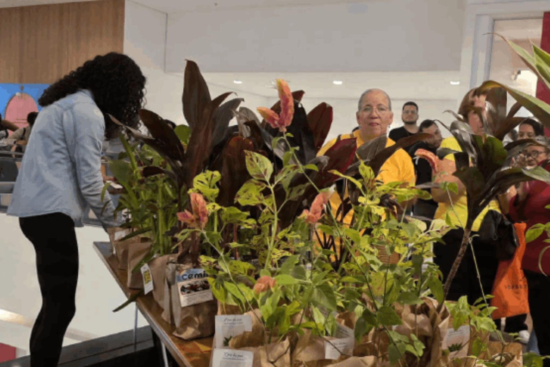 Mapro distribui mudas de plantas para celebrar chegada da primavera