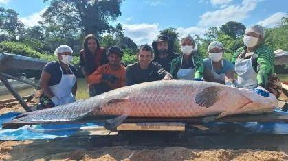Peixe mediu 2,46 metros de comprimento e pesou 137,90 quilos