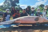 Pirarucu de 137 quilos bate recorde de captura em Rondônia