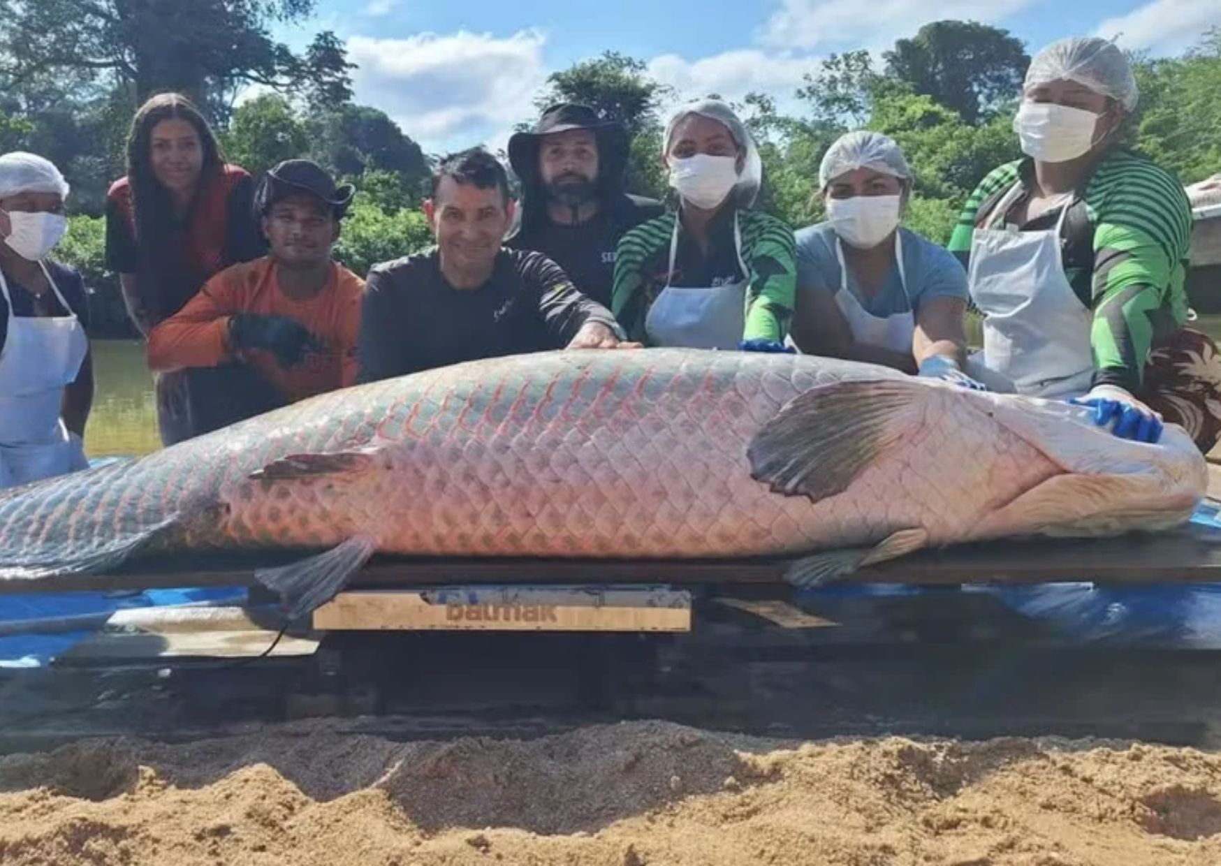 Peixe invasor de 2,46 metros capturado em Rondônia revela risco à Amazônia