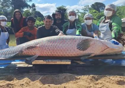 Peixe tem 2,46 metros de comprimento