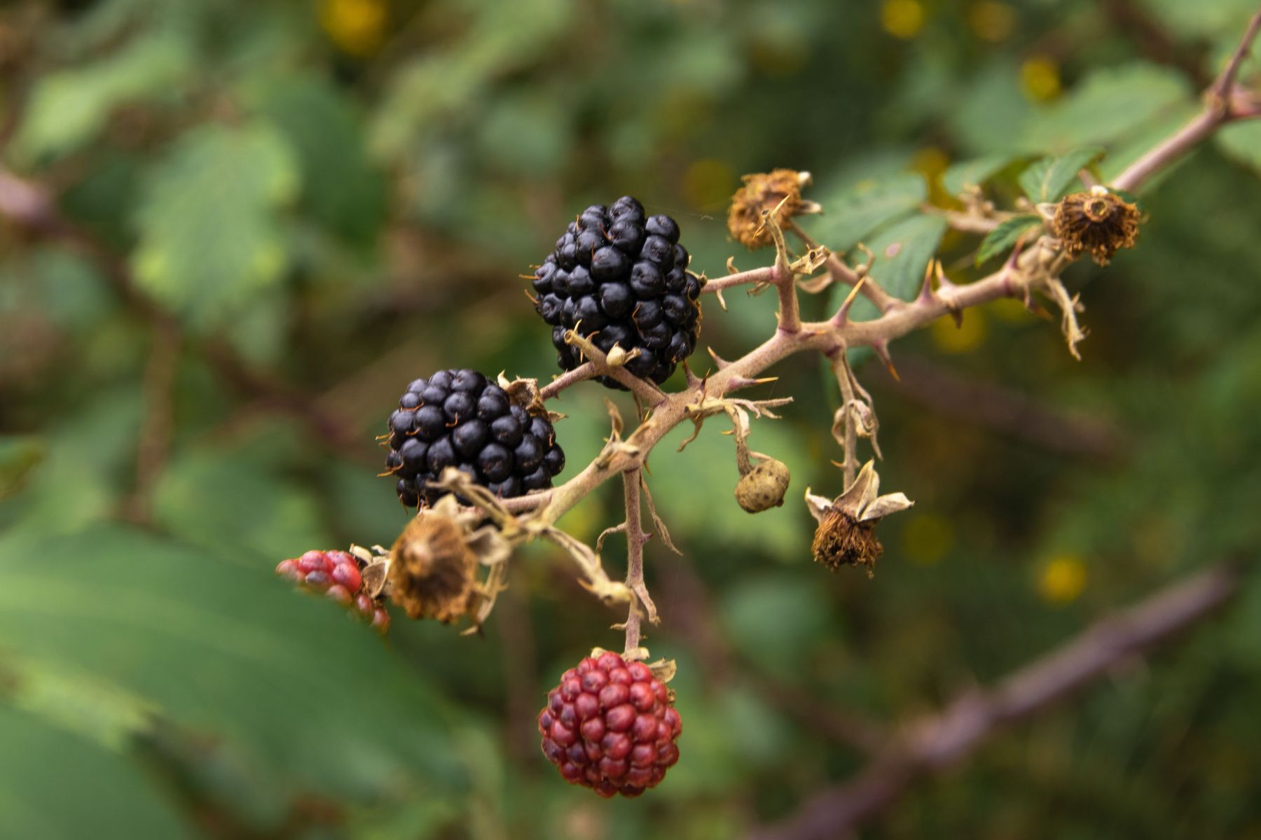 7 árvores frutíferas para plantar em casa e transformar o quintal