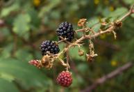7 árvores frutíferas para plantar em casa e transformar o quintal