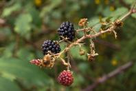7 árvores frutíferas para plantar em casa e transformar o quintal