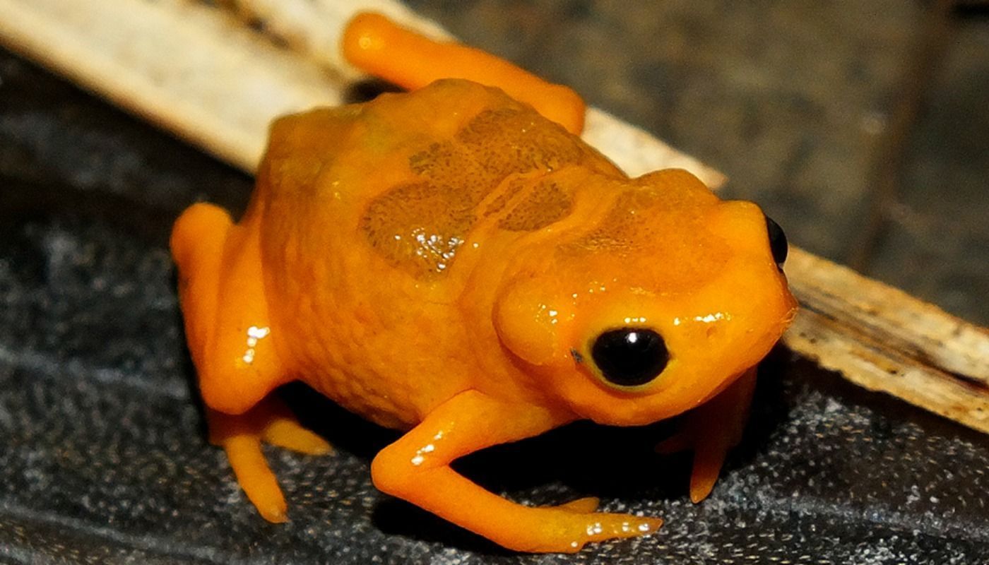 Conheça o sapo-pingo-de-ouro, um dos menores vertebrados do mundo