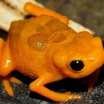 Conheça o sapo-pingo-de-ouro, um dos menores vertebrados do mundo