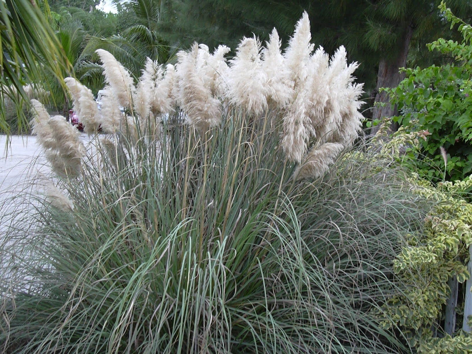 Erva-das-pampas avança por Portugal e especialistas alertam para riscos ambientais