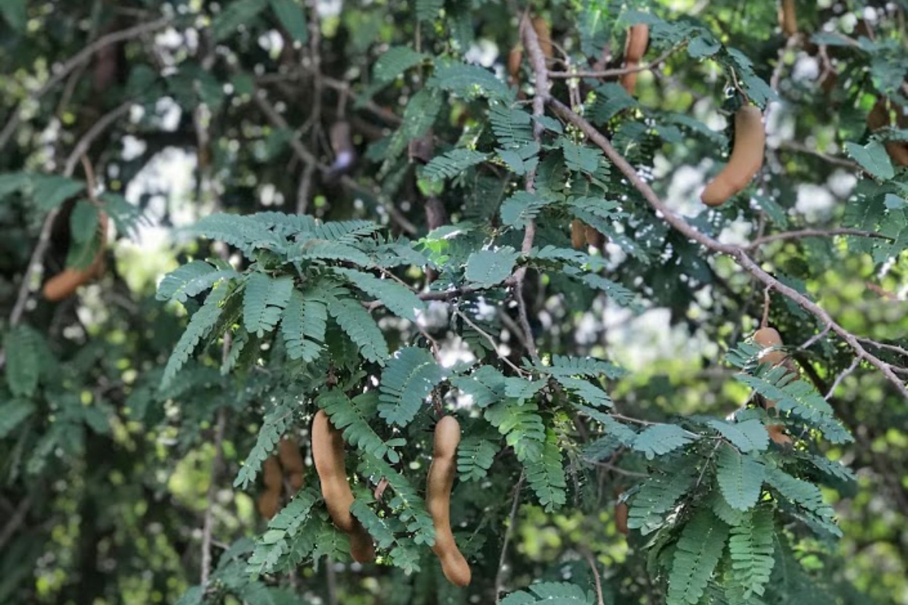 A árvore tropical e frutífera pouco lembrada que pode transformar qualquer quintal
