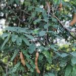 A árvore tropical e frutífera pouco lembrada que pode transformar qualquer quintal