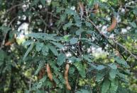 A árvore tropical e frutífera pouco lembrada que pode transformar qualquer quintal