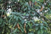 A árvore tropical e frutífera pouco lembrada que pode transformar qualquer quintal