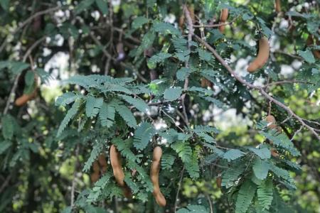 Tamarindeiro é uma ótima opção para plantar no quintal