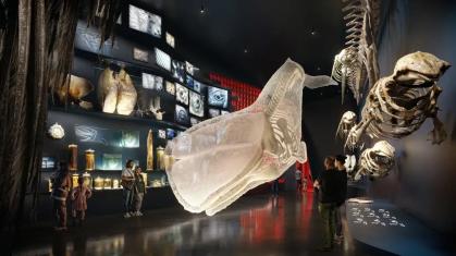 Museu The Whale terá exposições sobre baleias, além de espaços voltados à arte, à ciência e à contemplação