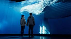 Museu The Whale terá exposições sobre baleias, além de espaços voltados à arte, à ciência e à contemplação
