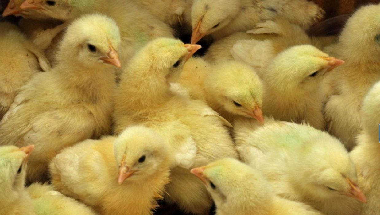 Valdir Barbosa: matança de 35 mil pintinhos é denunciada por defensores de animais