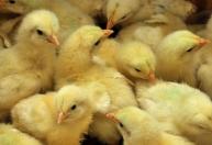 Valdir Barbosa: matança de 35 mil pintinhos é denunciada por defensores de animais
