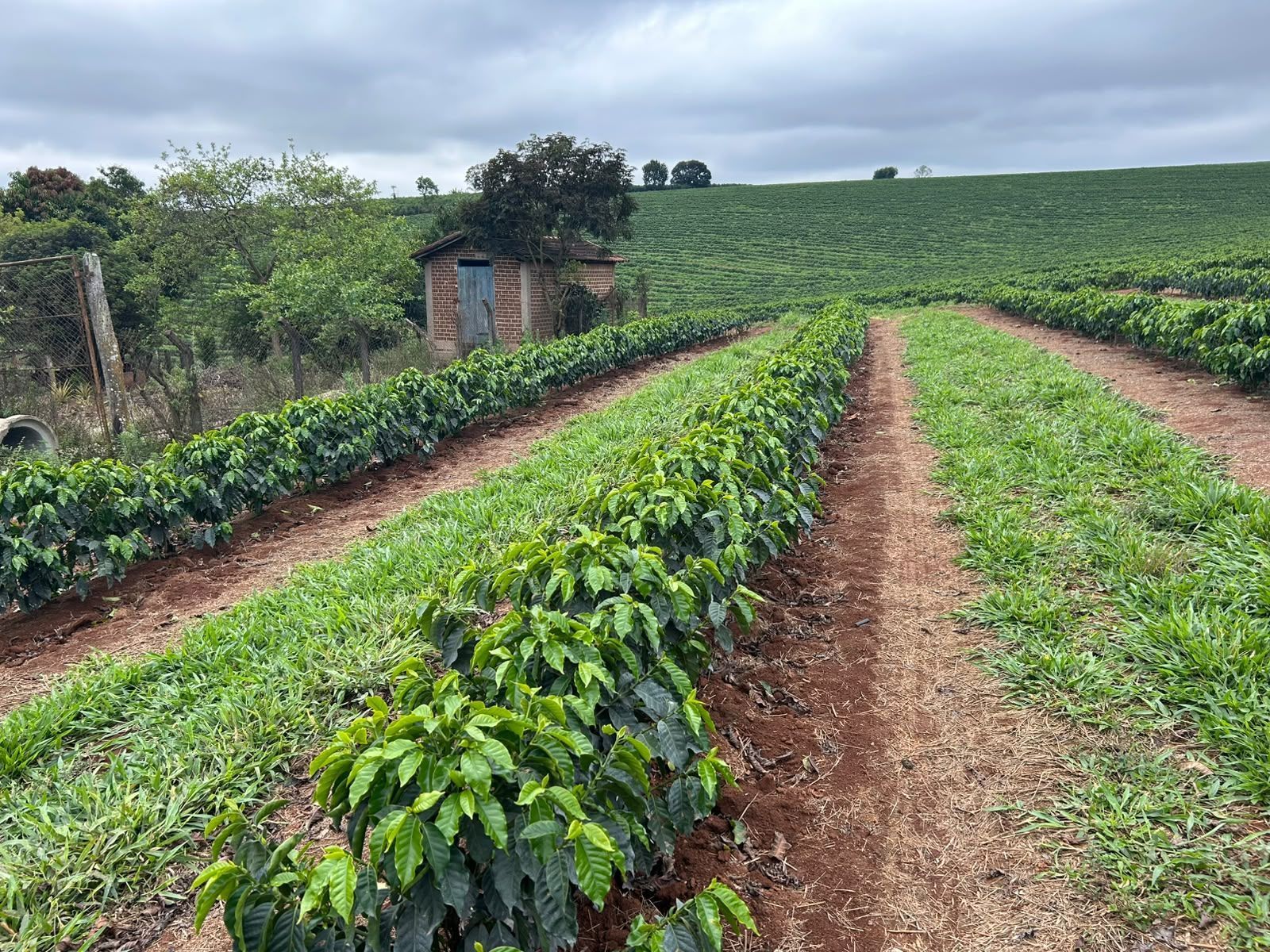 Dados mais precisos sobre produção de café podem ajudar produtores a tomar melhores decisões